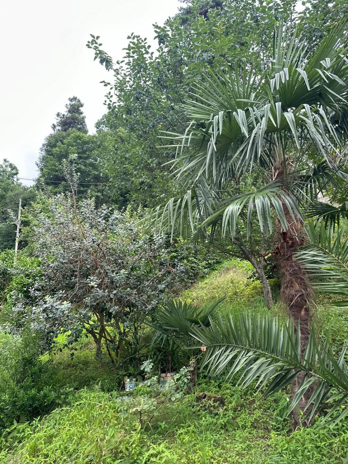 Affittacamere Shamil House Makhinjauri Esterno foto