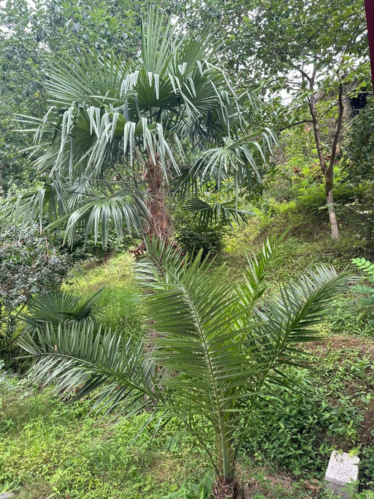 Affittacamere Shamil House Makhinjauri Esterno foto